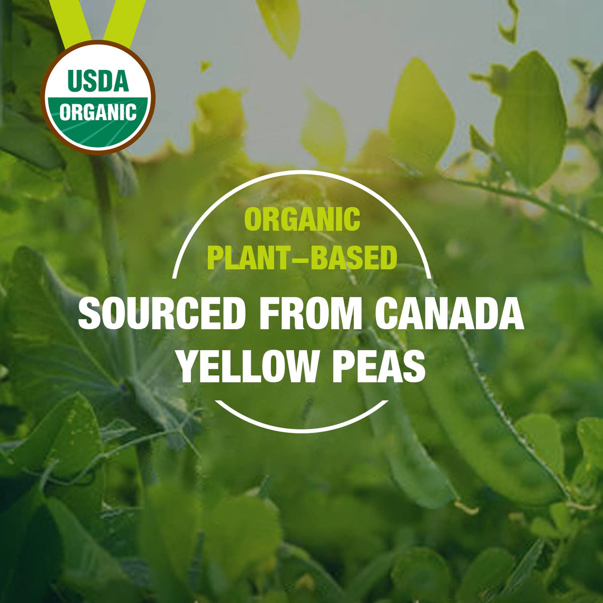 Organic Pea Protein Powder 2.62lbs I13550