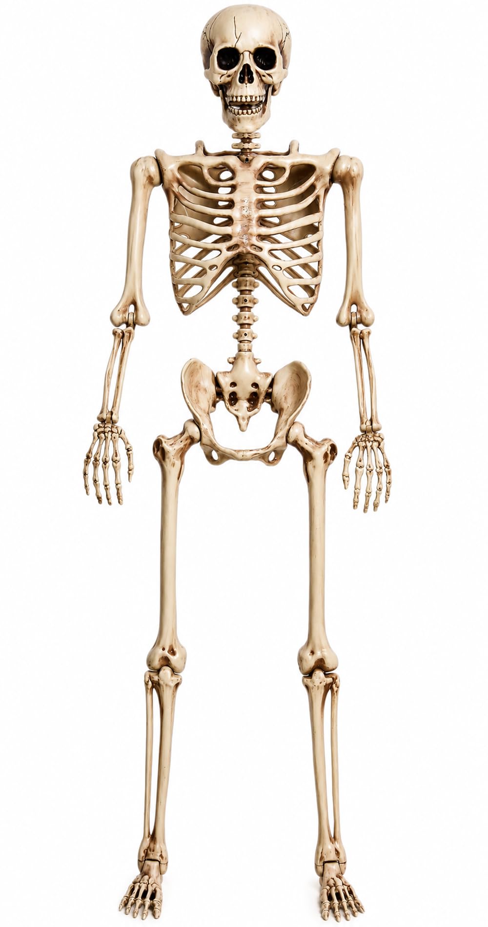 5.4 Ft Life Size Posable Skeleton J97026