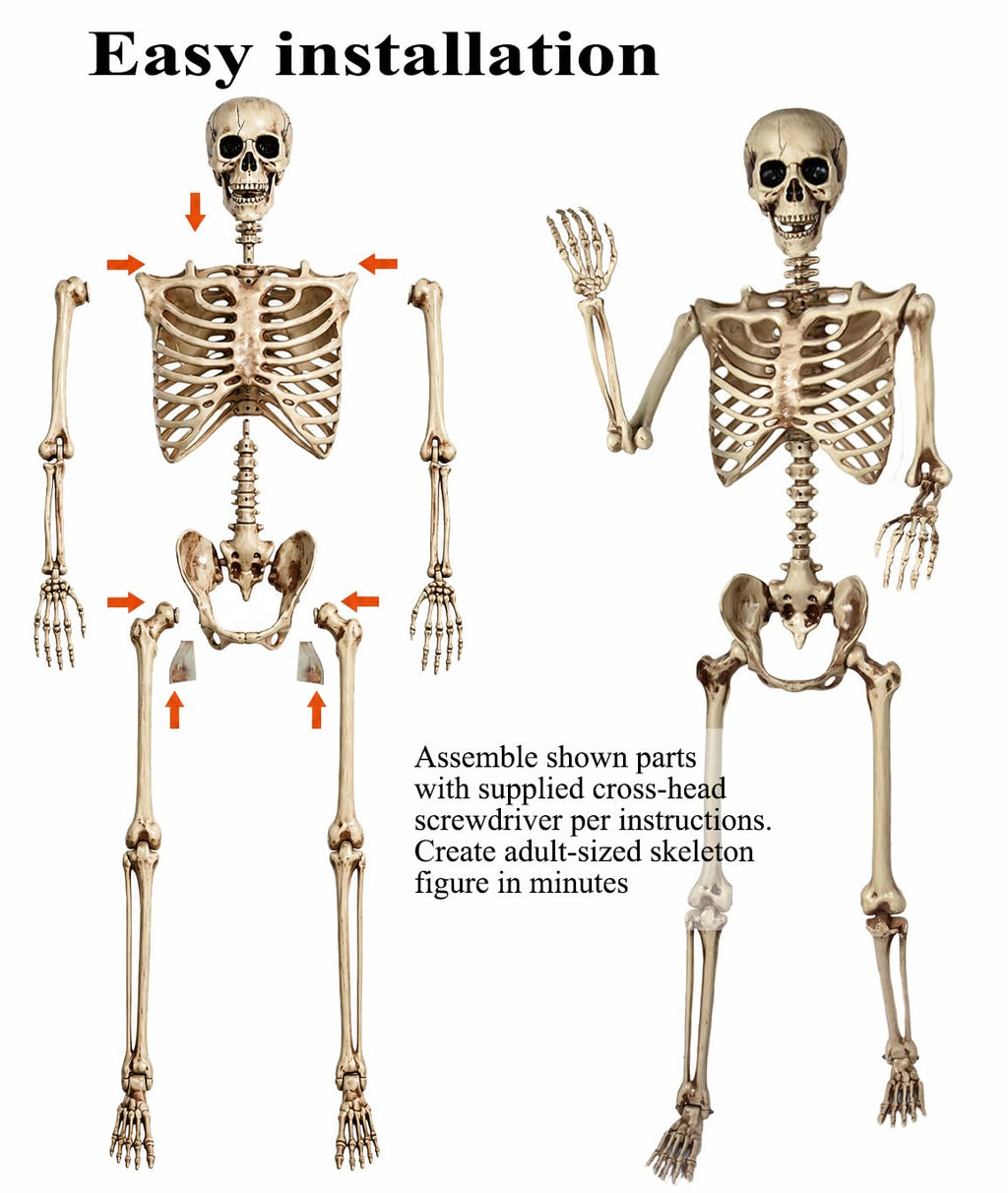 5.4 Ft Life Size Posable Skeleton J97026