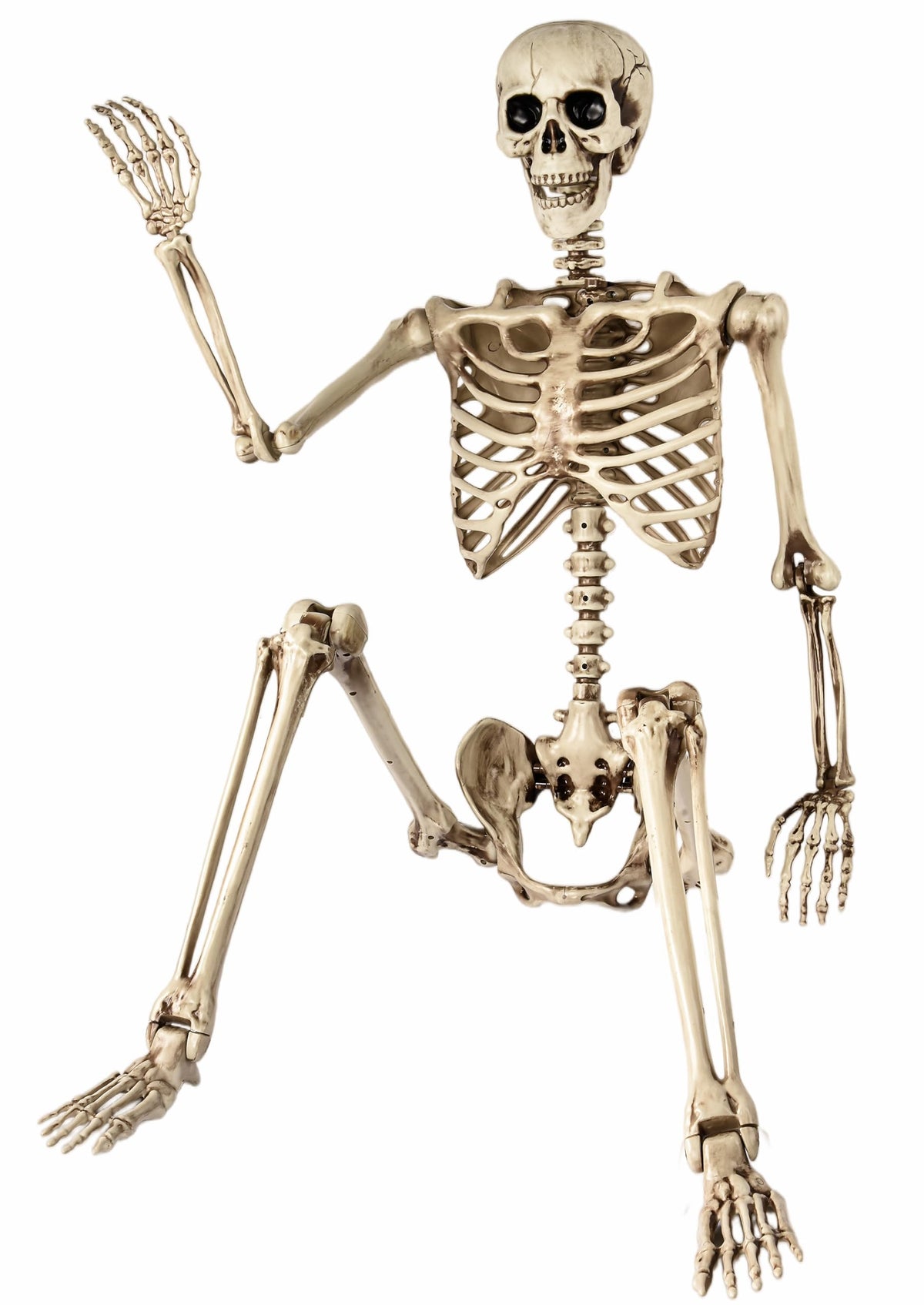 5.4 Ft Life Size Posable Skeleton J97026
