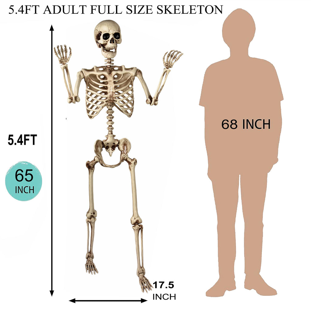 5.4 Ft Life Size Posable Skeleton J97026