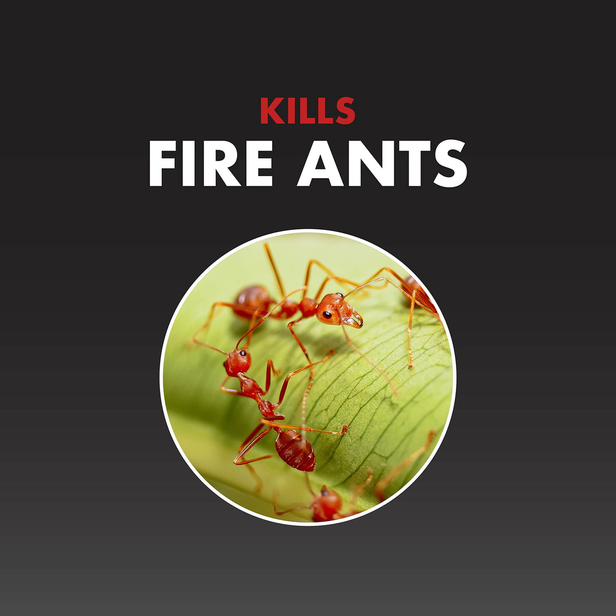 Fire Ant Killer Granules 1.5 Lb W676
