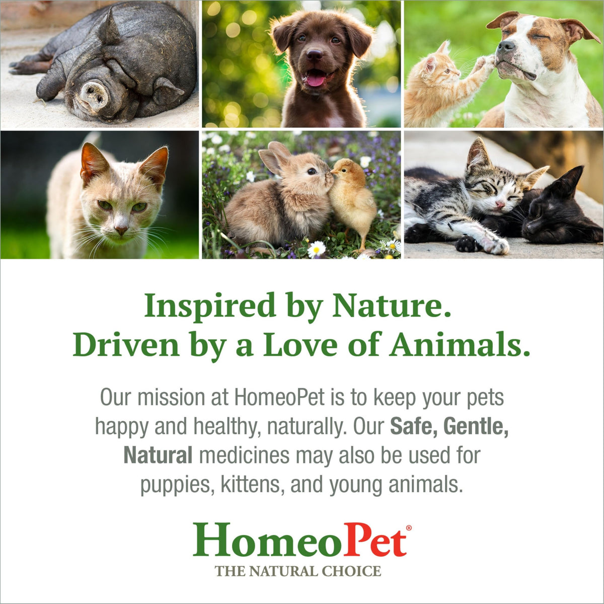 Feline Skin and Itch Supplement 15 Milliliters K688