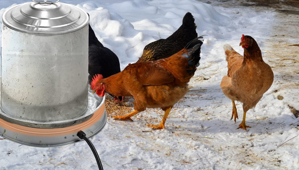 Heated Chicken Waterer 5 Gallon 125W Q8384